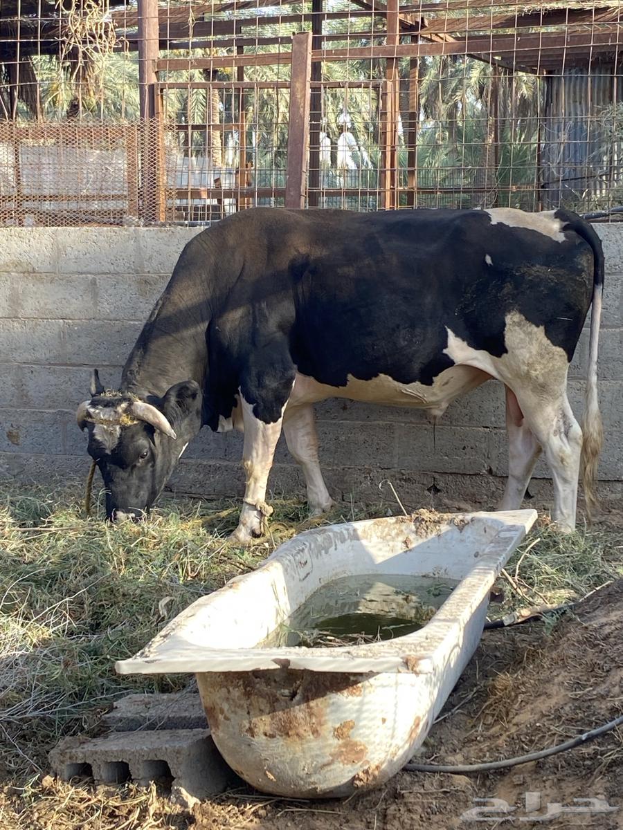 ثور هولندي عمر سنتين64505093716866110