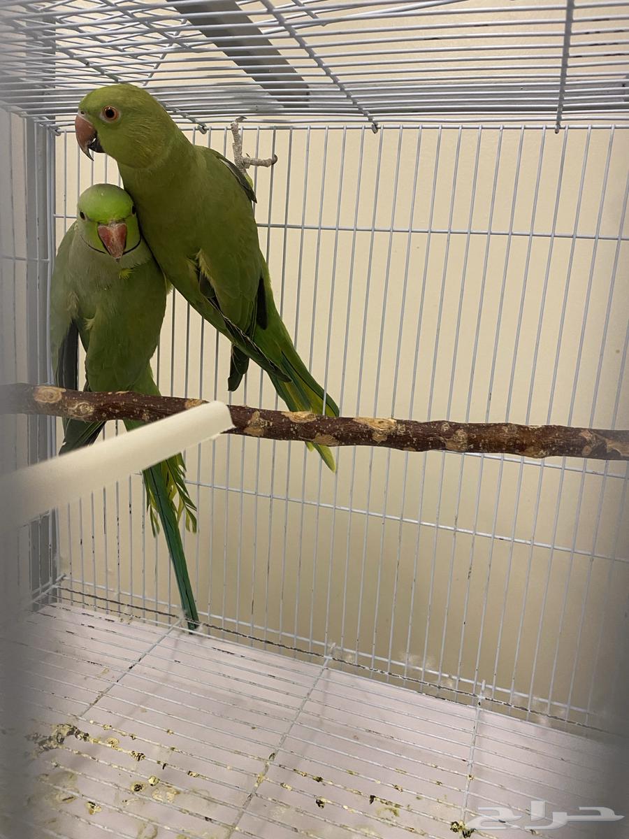 طيور كناري وجوز دره وذكر دره64508943691265111