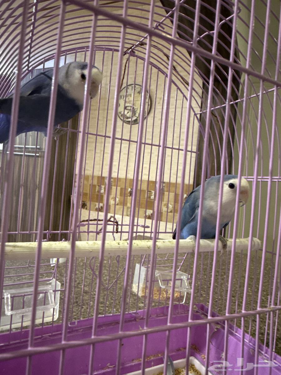 زوج طيور حب64507866093059110