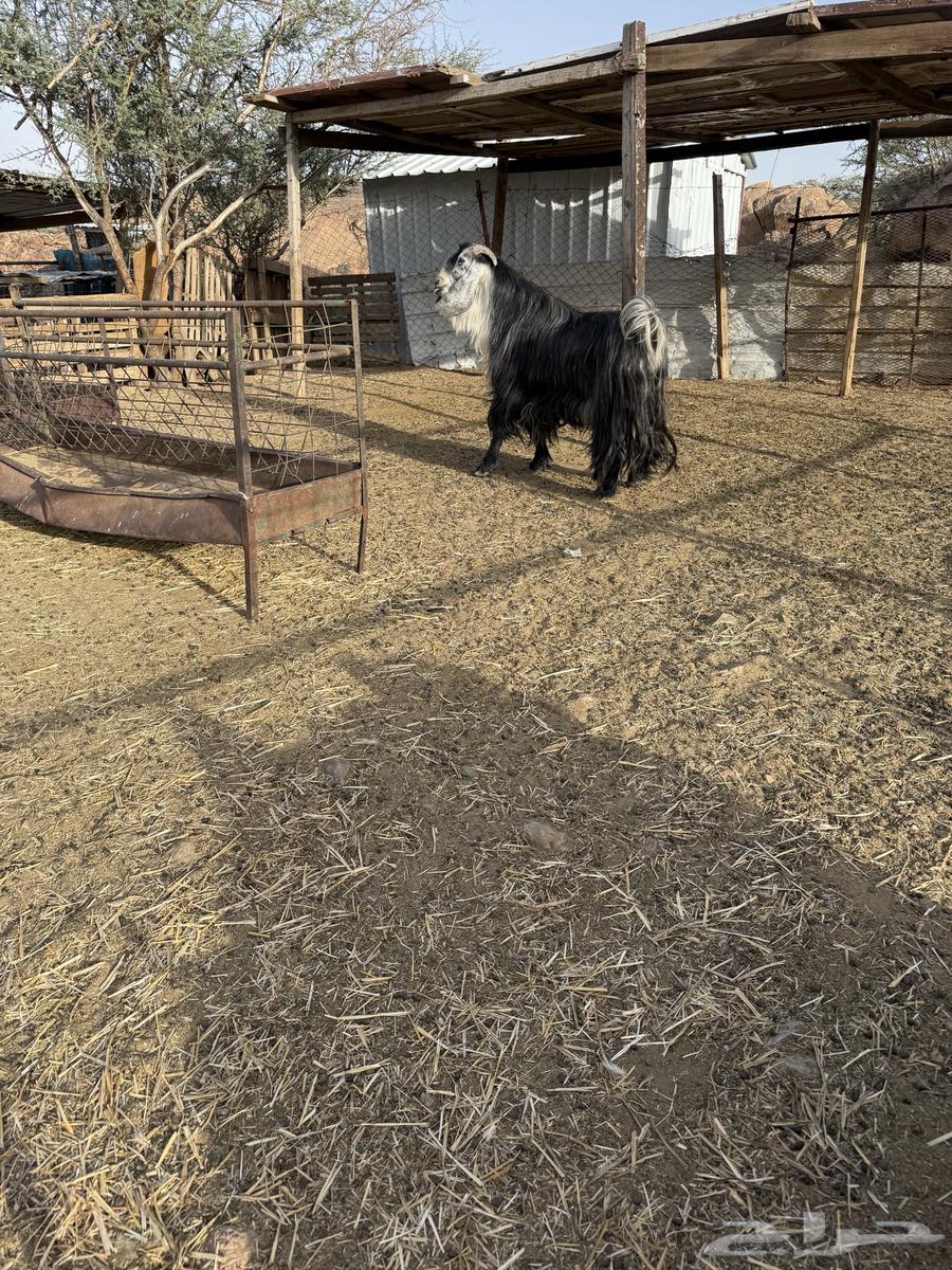 تيس عارضي فحل للبيع64507431402114112