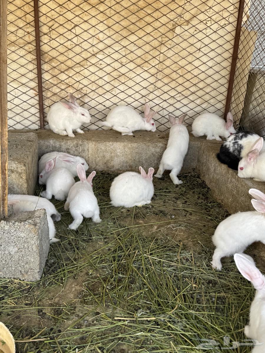أرنب للبيع عدد 38 فرنسي ذكور وإناثي64504393348866111