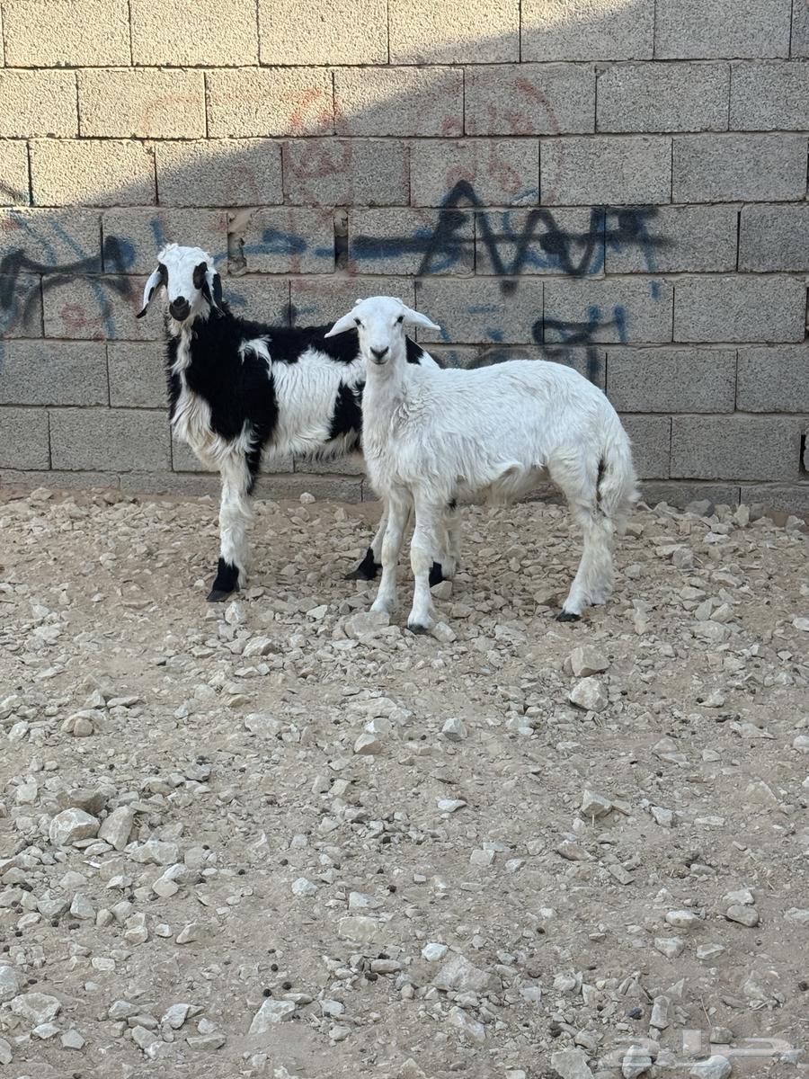 خرووف حرري ورخل هجين64504214703491112