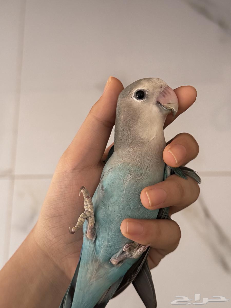 فروخ للبيع64503199831553112