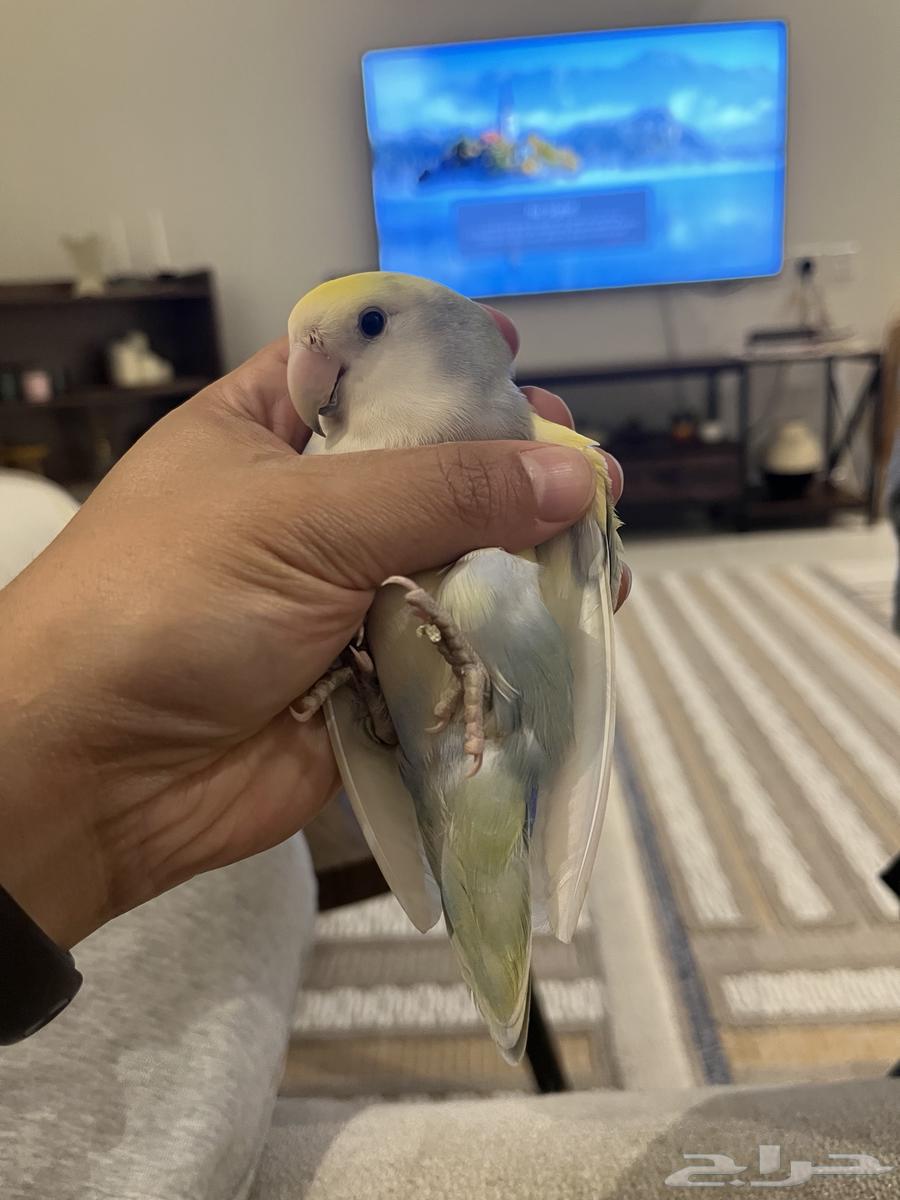 عصفورين روز جميلة للبيع السمح64509363768963111