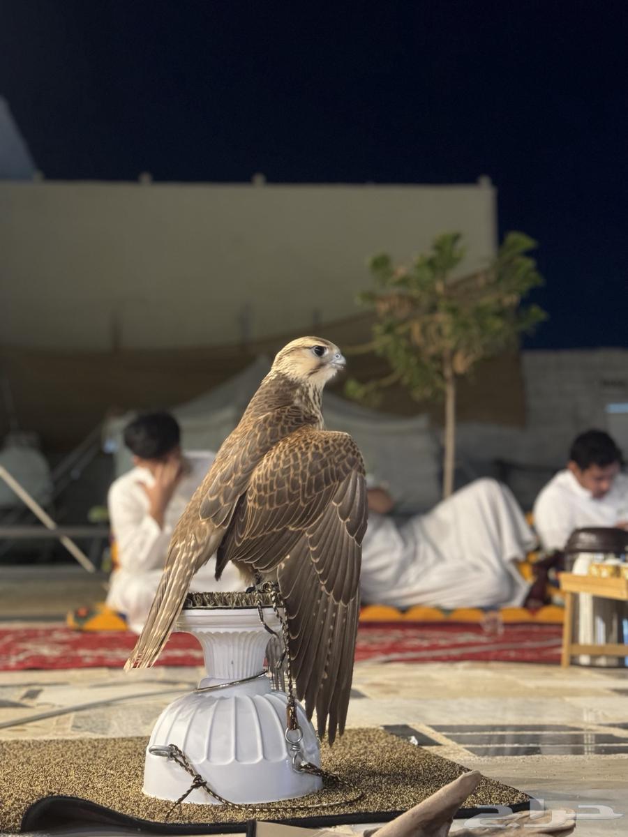 صقور للأيجار للاحتفالات والمناسبات64505287677315113