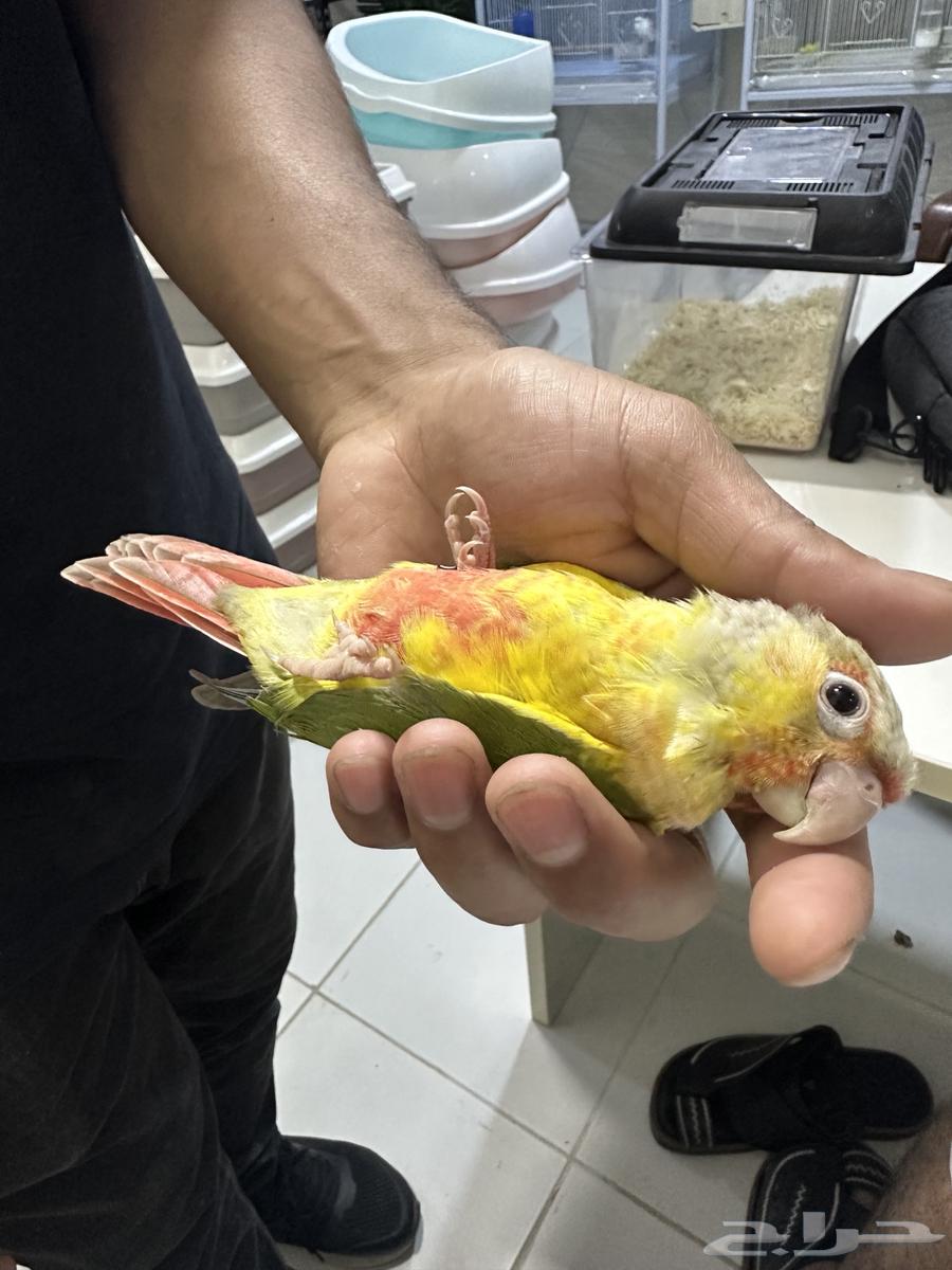 للبيع كنيور اناناس نهاية غر اليف64510591293443111