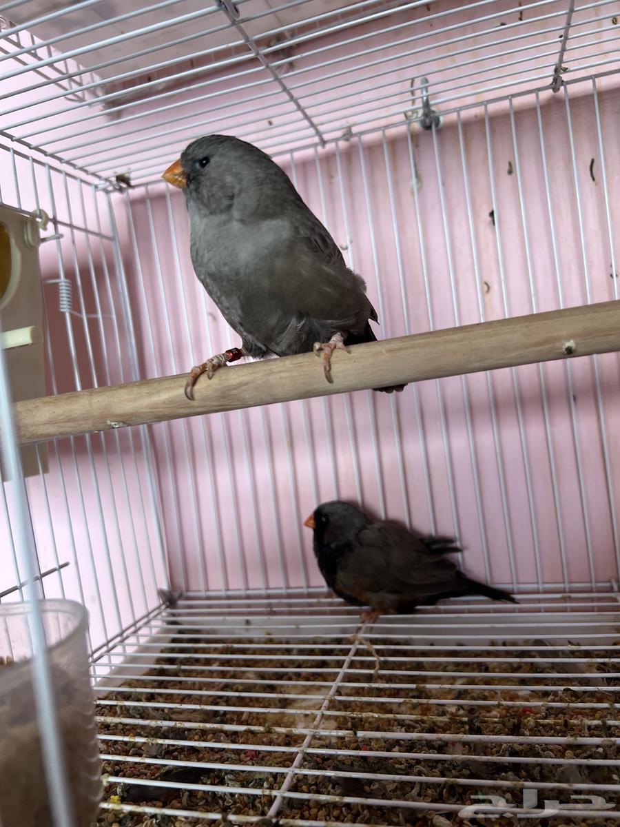 جوز زيبرا شاركول جامبوا64506132394114110