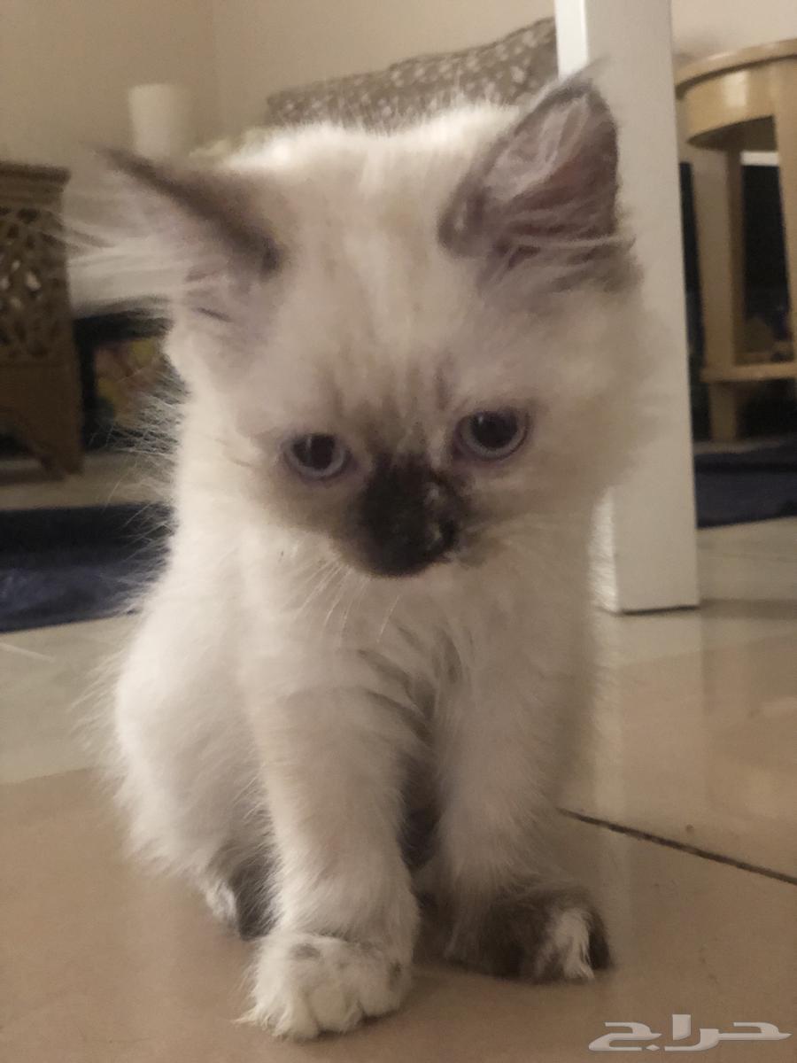 قطط هملايا للبيع64505564236546113