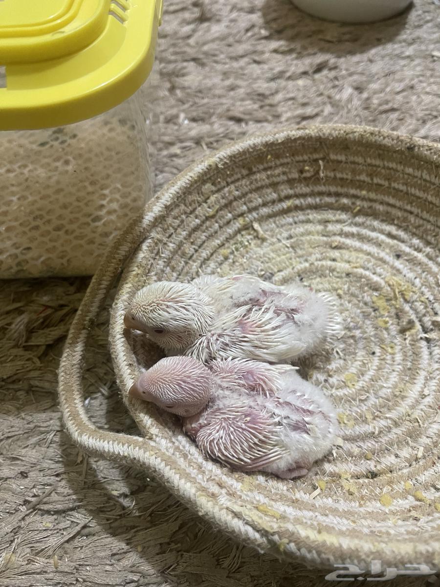 فرخين روز البينو64502872687491110