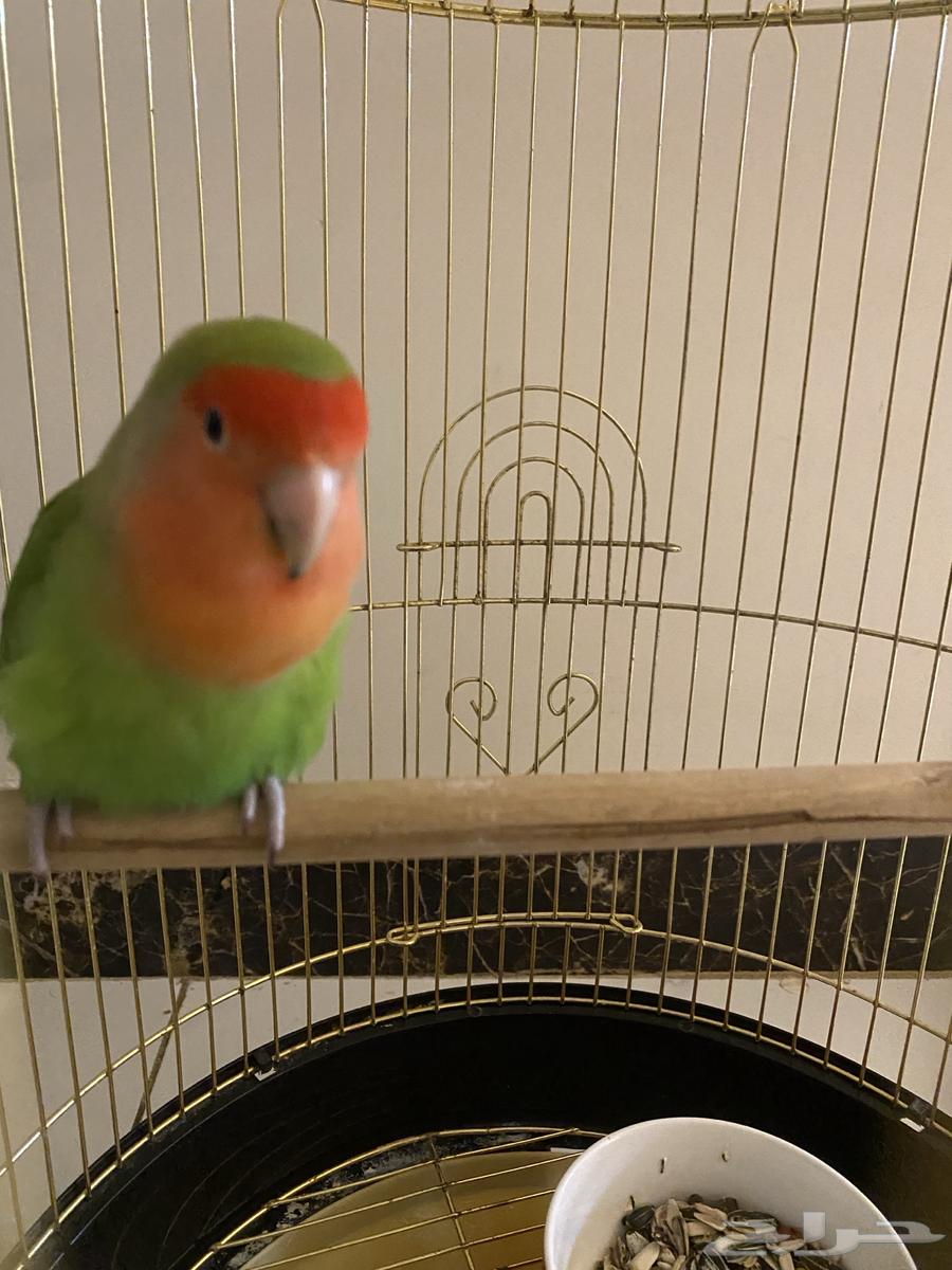 عصفور روز اليف للبيع64507179367042110