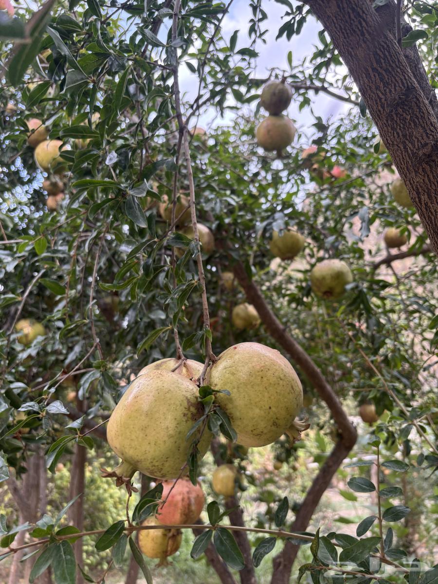 رمان طبيعي64556084863363113