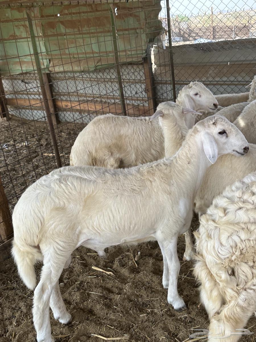 High-Quality Halal Meat for Occasions, Harri and Sawakin, Refrigerated64504709144834111