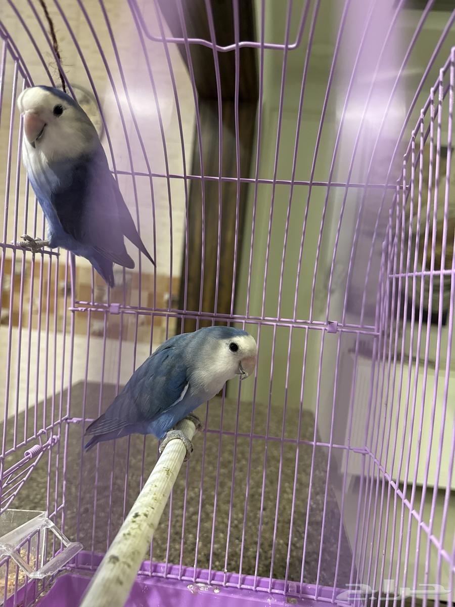 زوج طيور حب64507866093059111