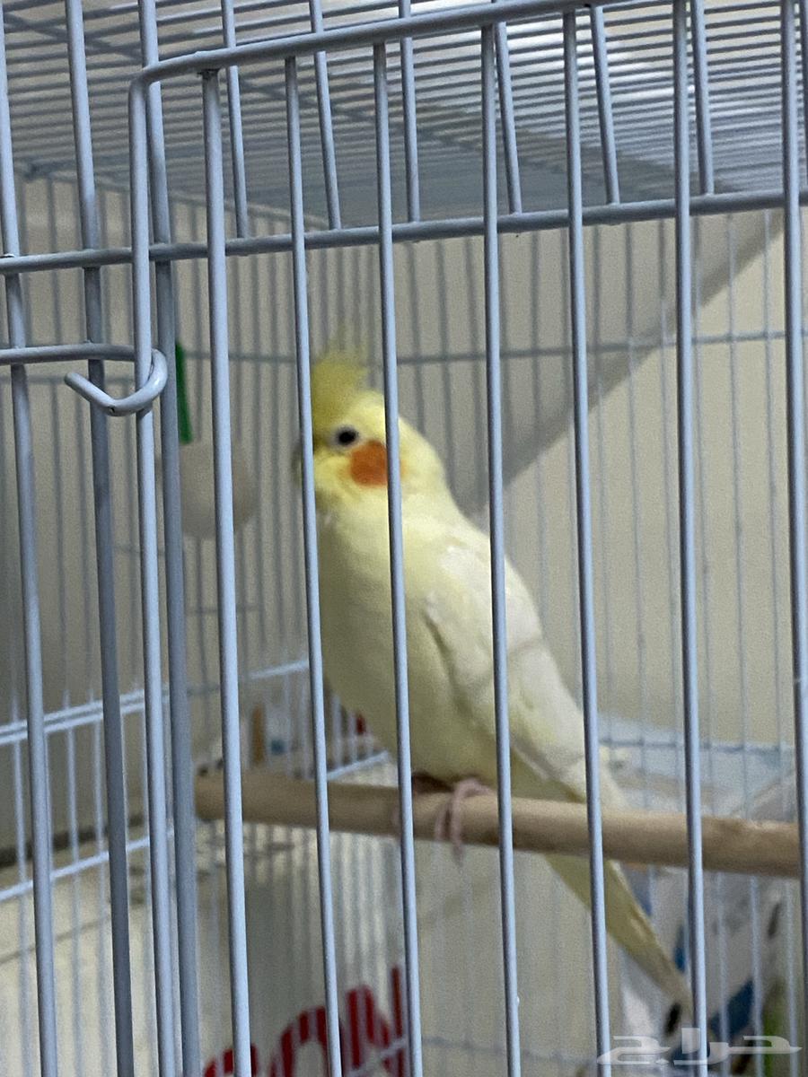 كروان لاتينو64505550308865113