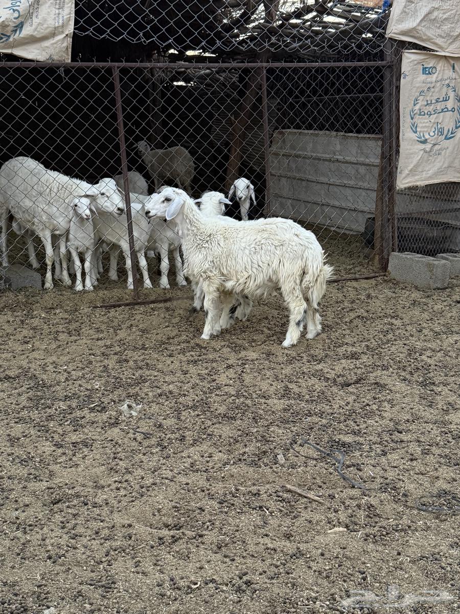 للبيع طليان فل الفل شحم64509884892033110