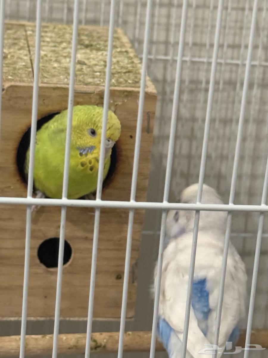 طيور حب زوج على السوم باضو اربع مرات العمر سنتين64509799586689111