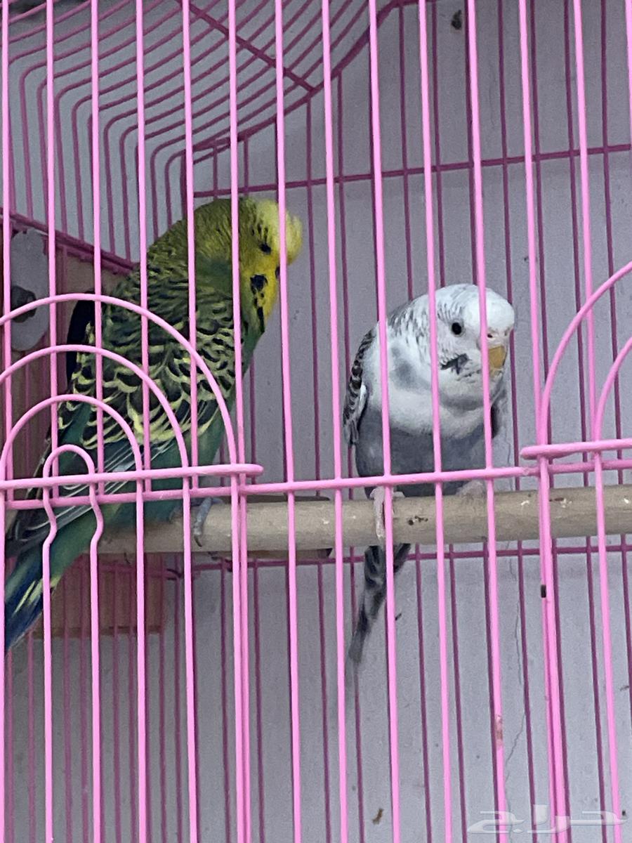 جوز كروان انتاج وجوز باجي64505660444418113