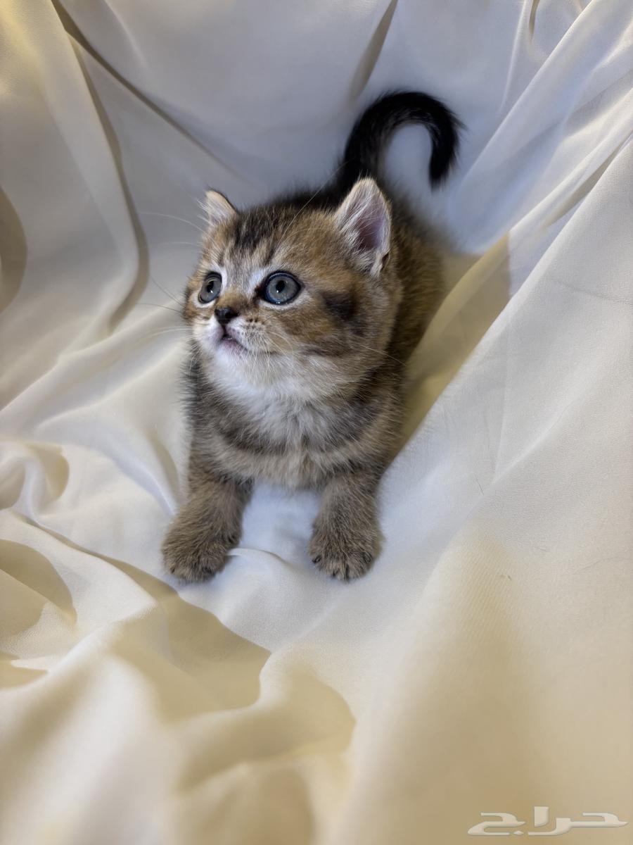 قطط للبيع64434100901633110