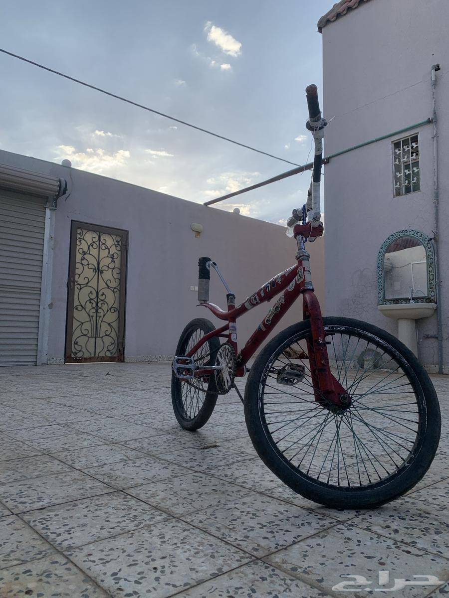 كوبرا احمر للبيع64506605740674113