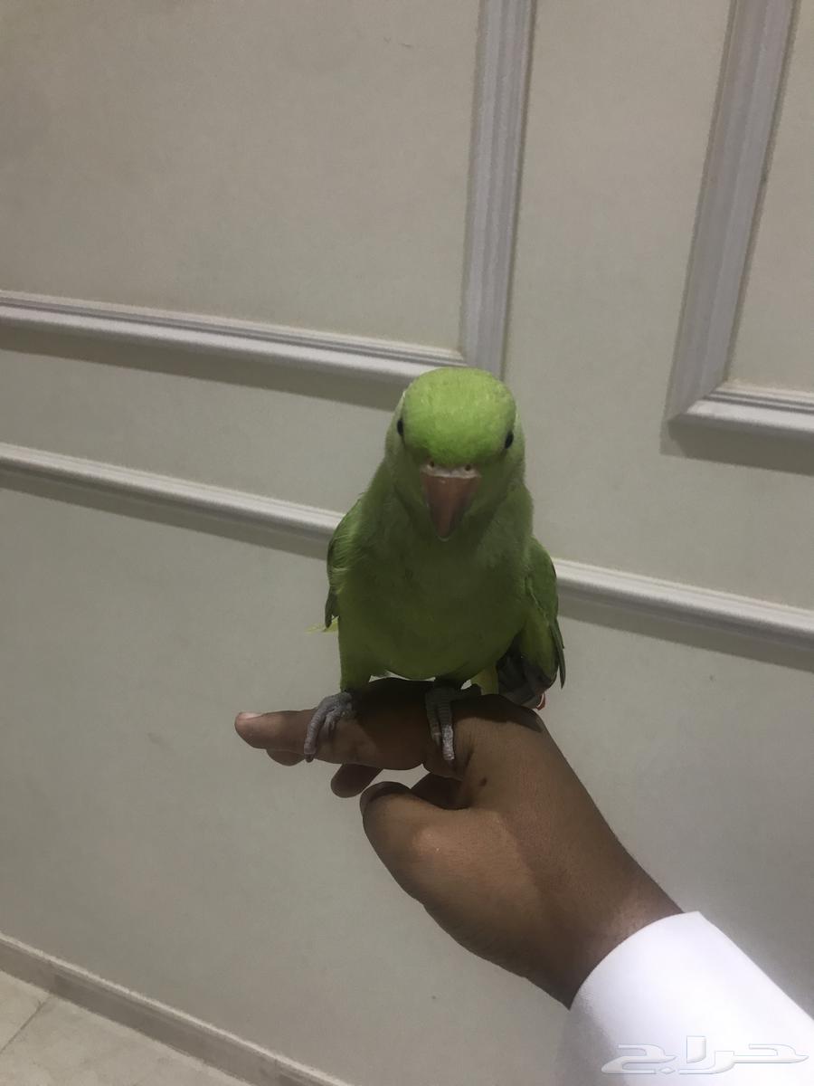 Pearl bird64505384401153111