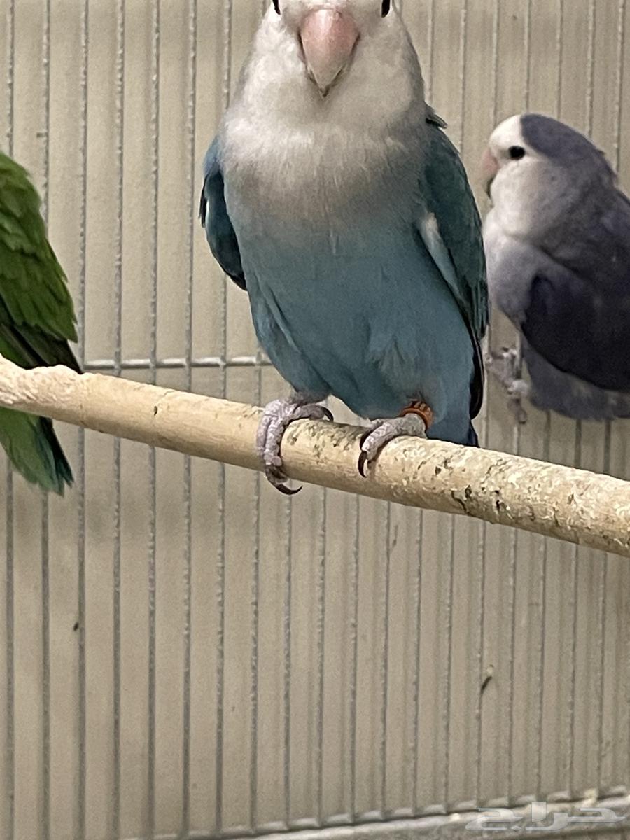 أنثى روز بلو منتجه - تم البيع64505080231938111