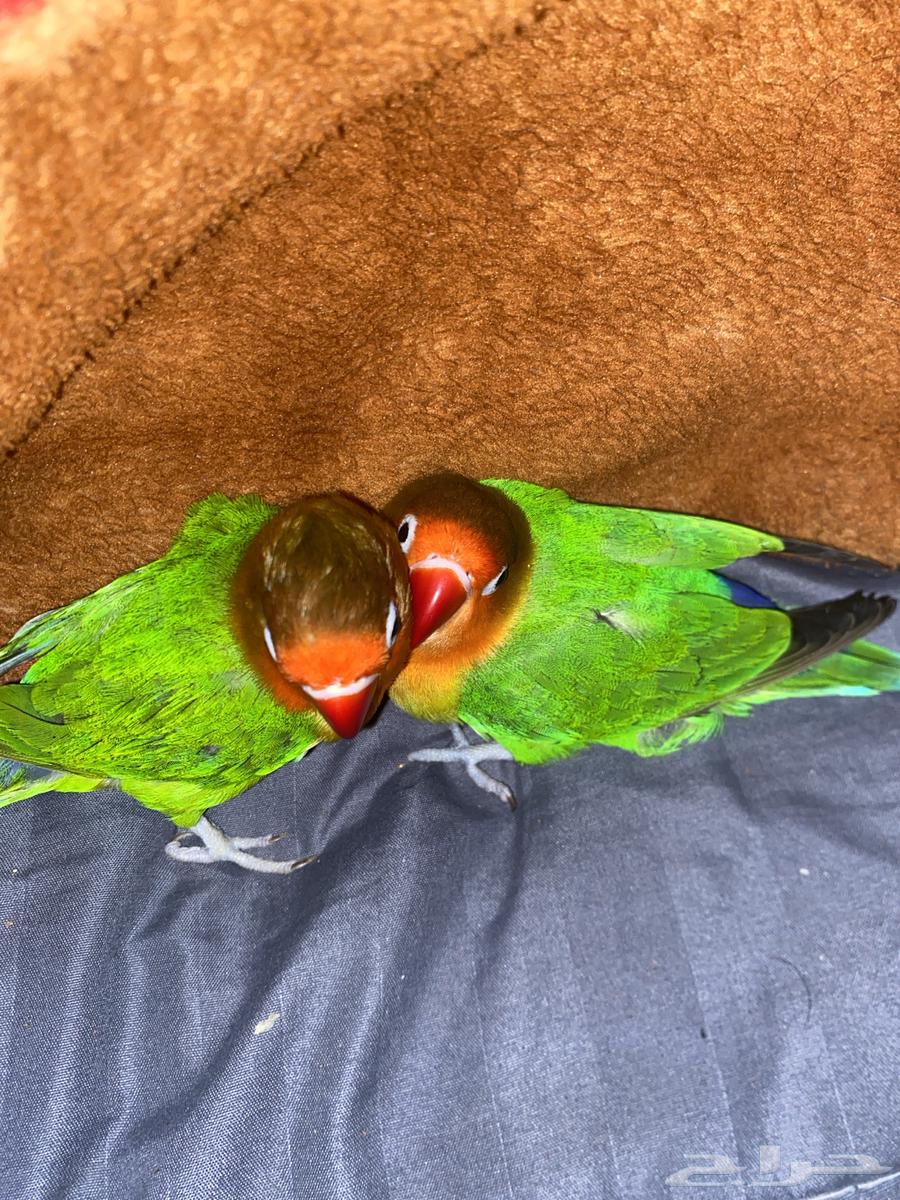 Flying Fisher includes all items, Samel comes for a lifetime near the year64503118244867110