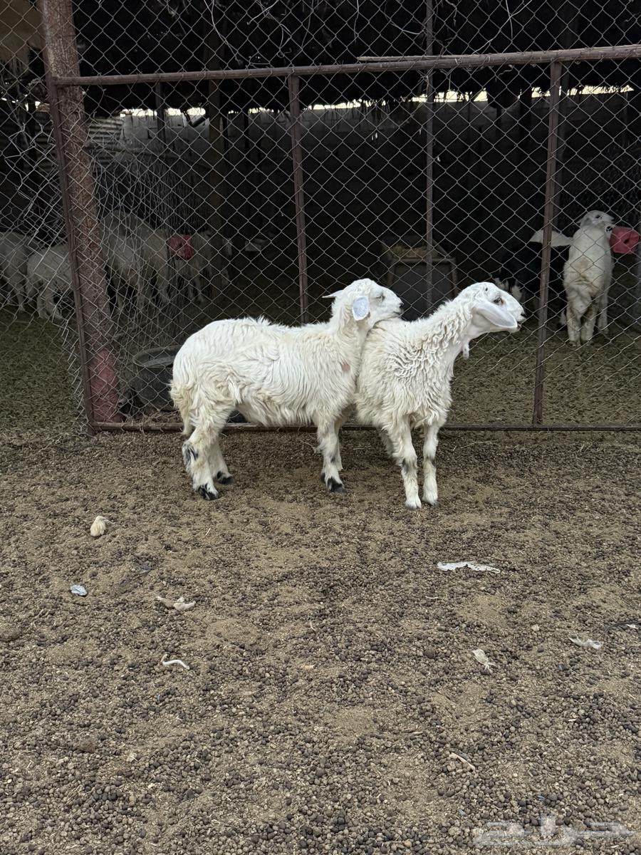 للبيع طليان فل الفل شحم64509884892033113