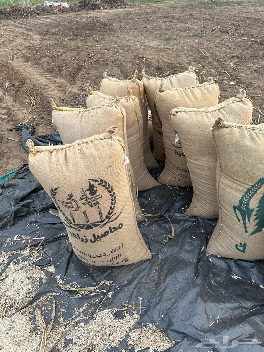 حب ابيض64508915611395110