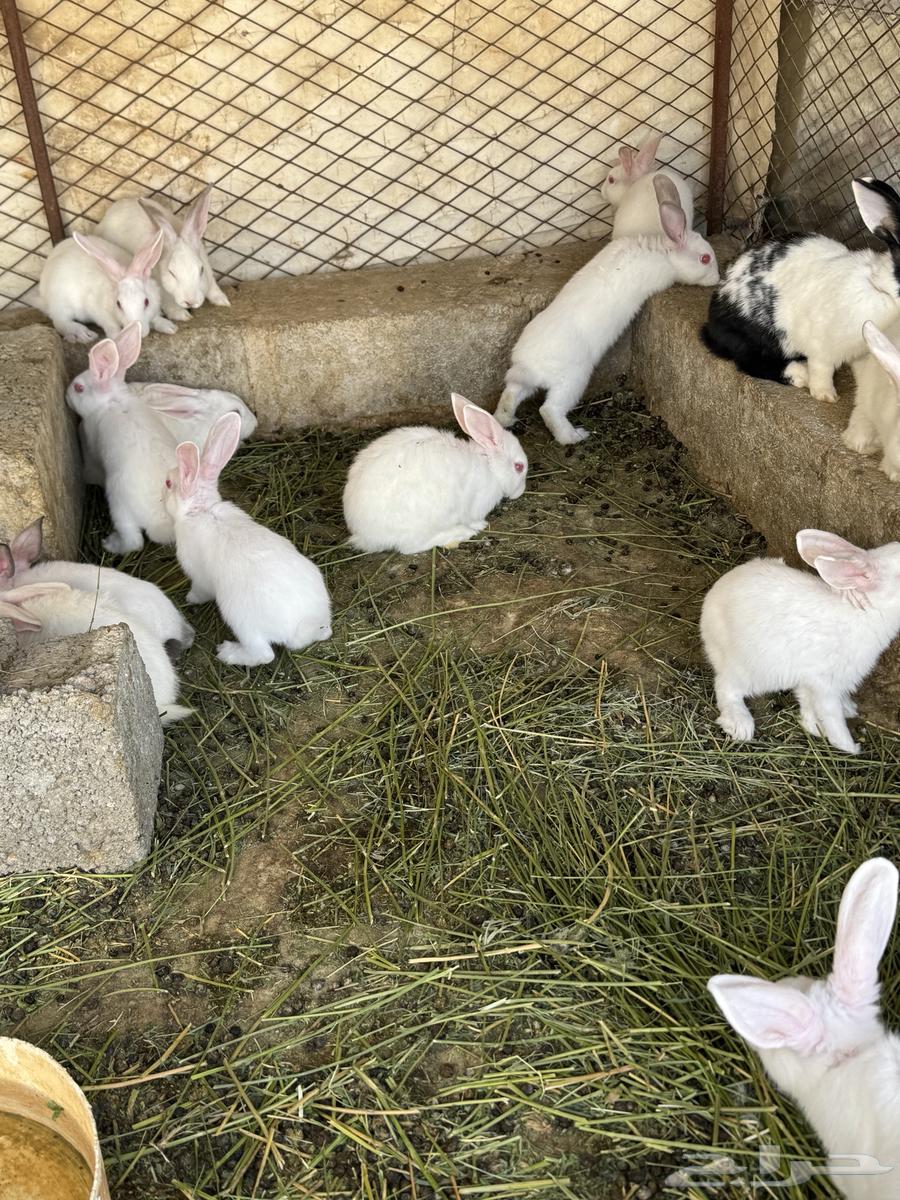 أرنب للبيع عدد 38 فرنسي ذكور وإناثي64504393348866110