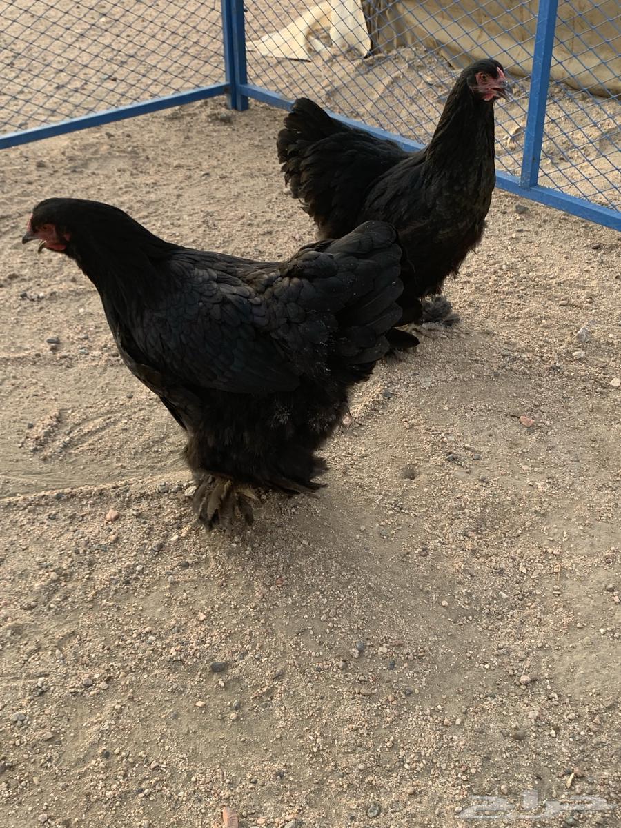 طقم براهما فاخر للمربي64508033175042114