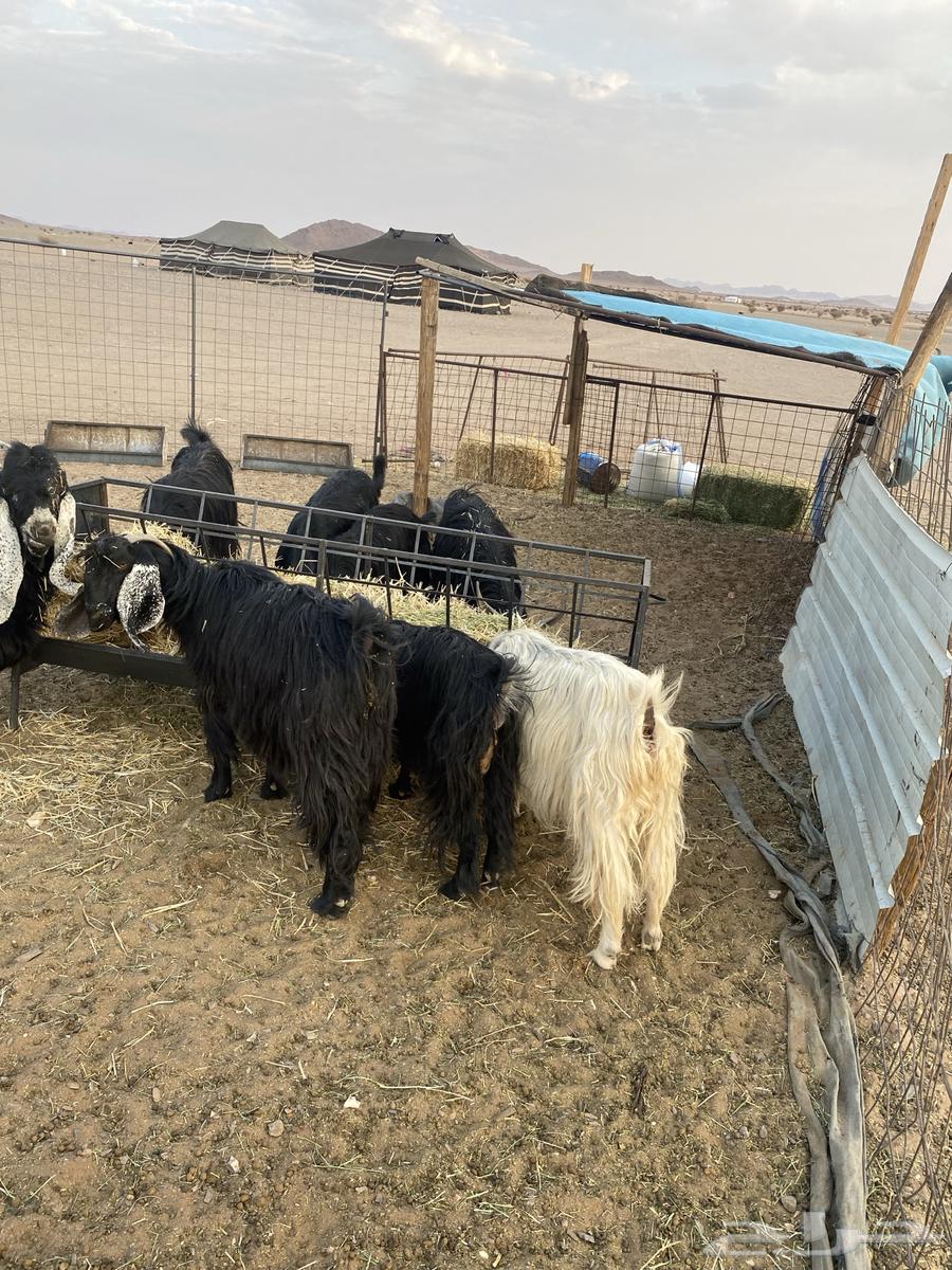 Goats with 3-month-old kids, along with two male goats, some are defective and some are healthy64504434424449112