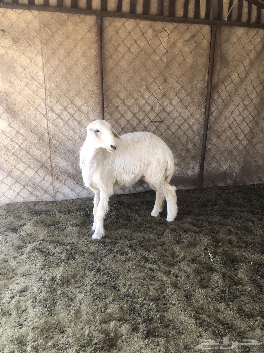 للبيع طلي عمرها من 4 شهور ل 5 شهور .64506048663683111