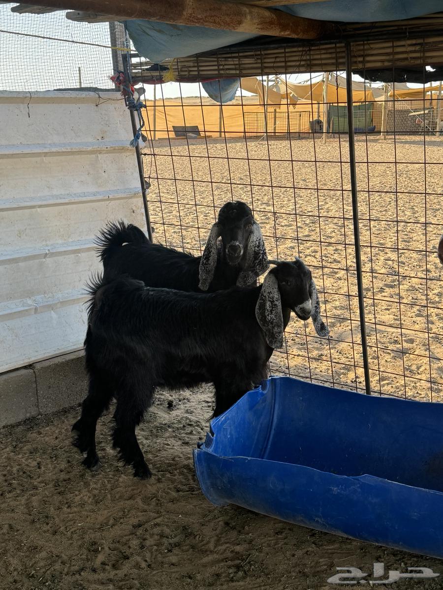 بهم تيس وجفره للبيع64503322365698114