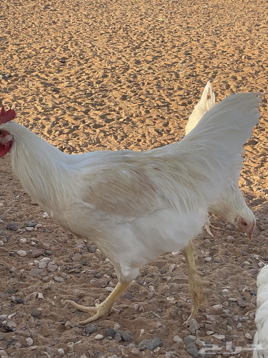 ديكة لوهمان براون دم صافي64504283172866110