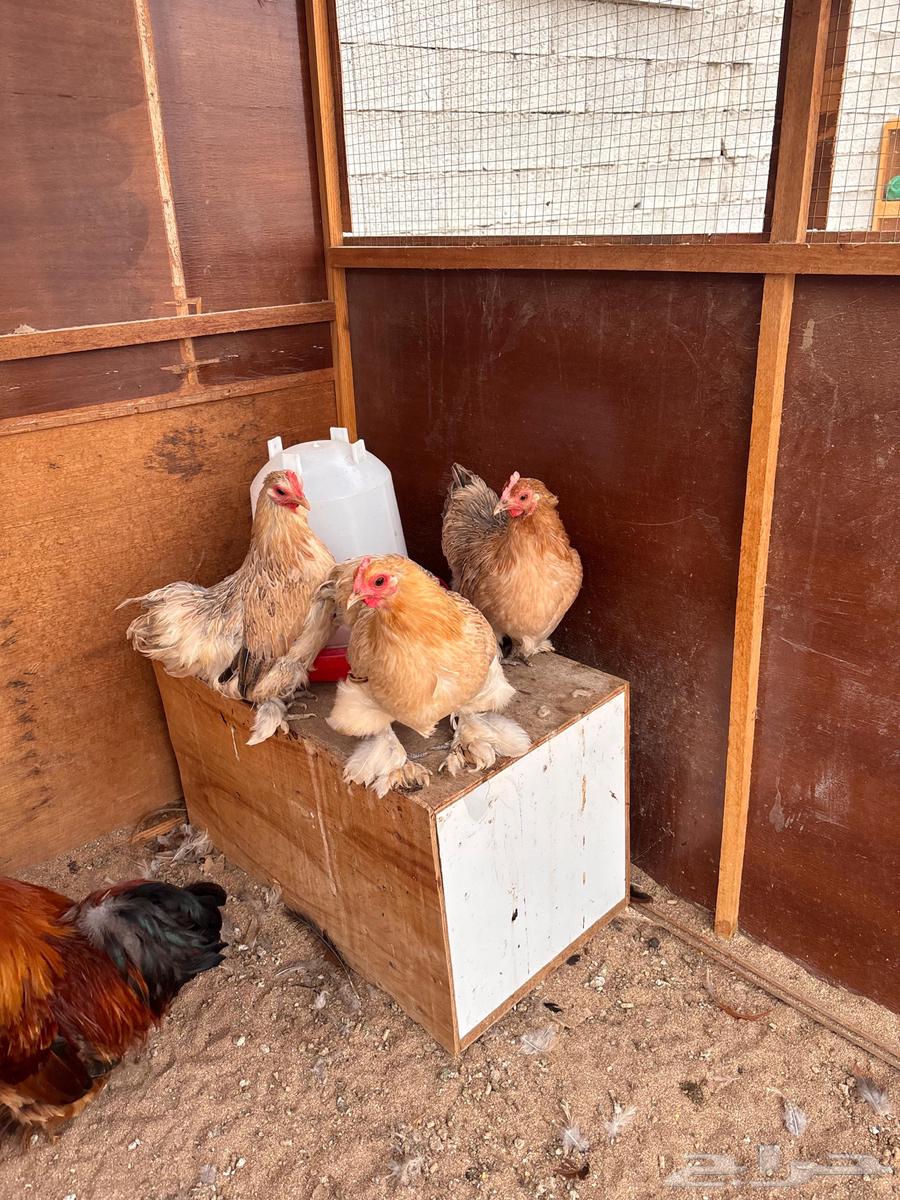 كوشن قزم فاخر تم البيع64509124049154111