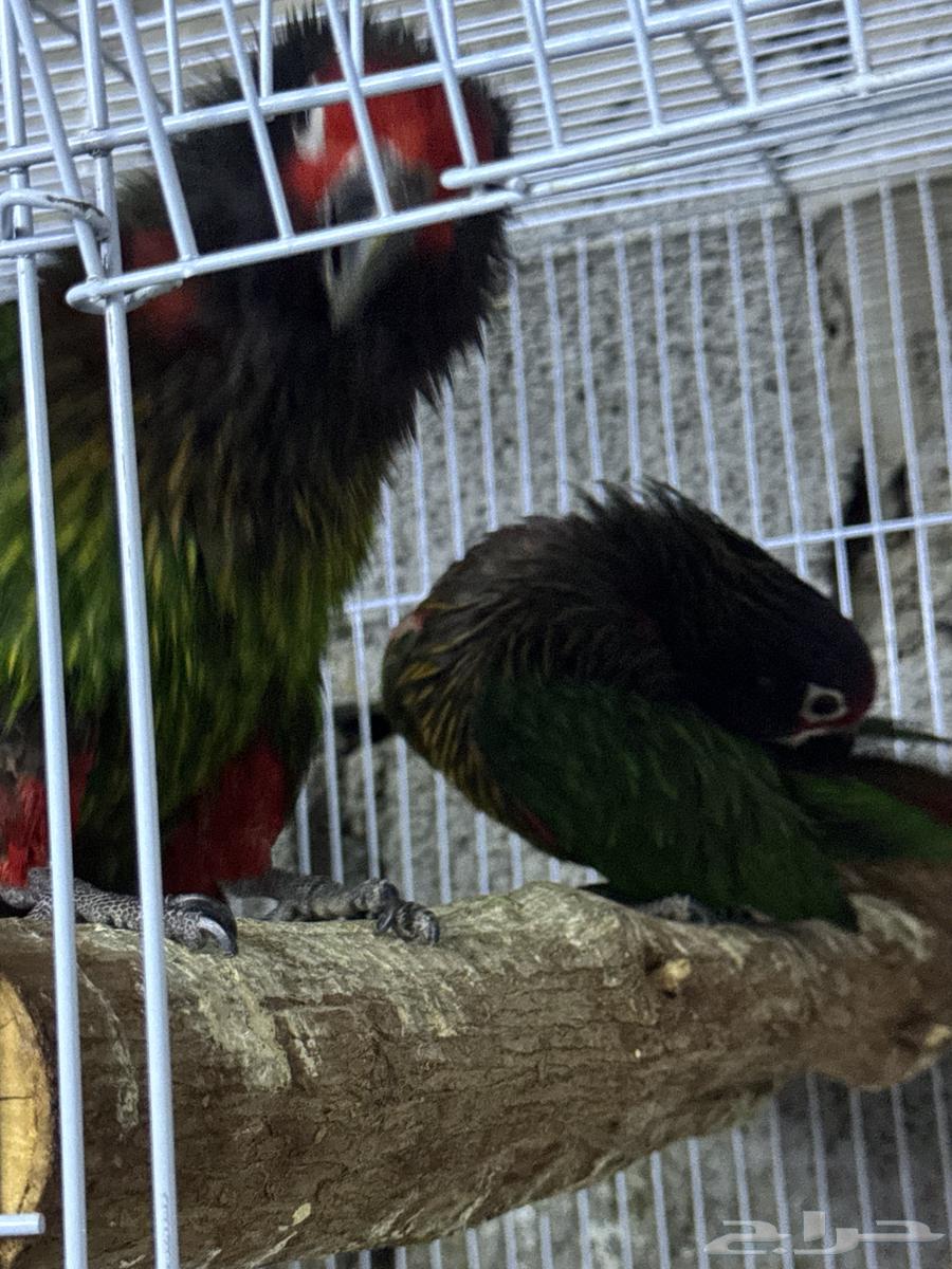 زوج لوري يلو ستريك ((للأهل الانتاج))64507598898434112