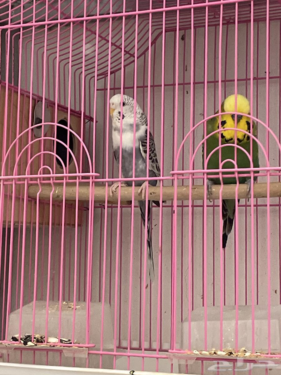 جوز كروان انتاج وجوز باجي64505660444418114