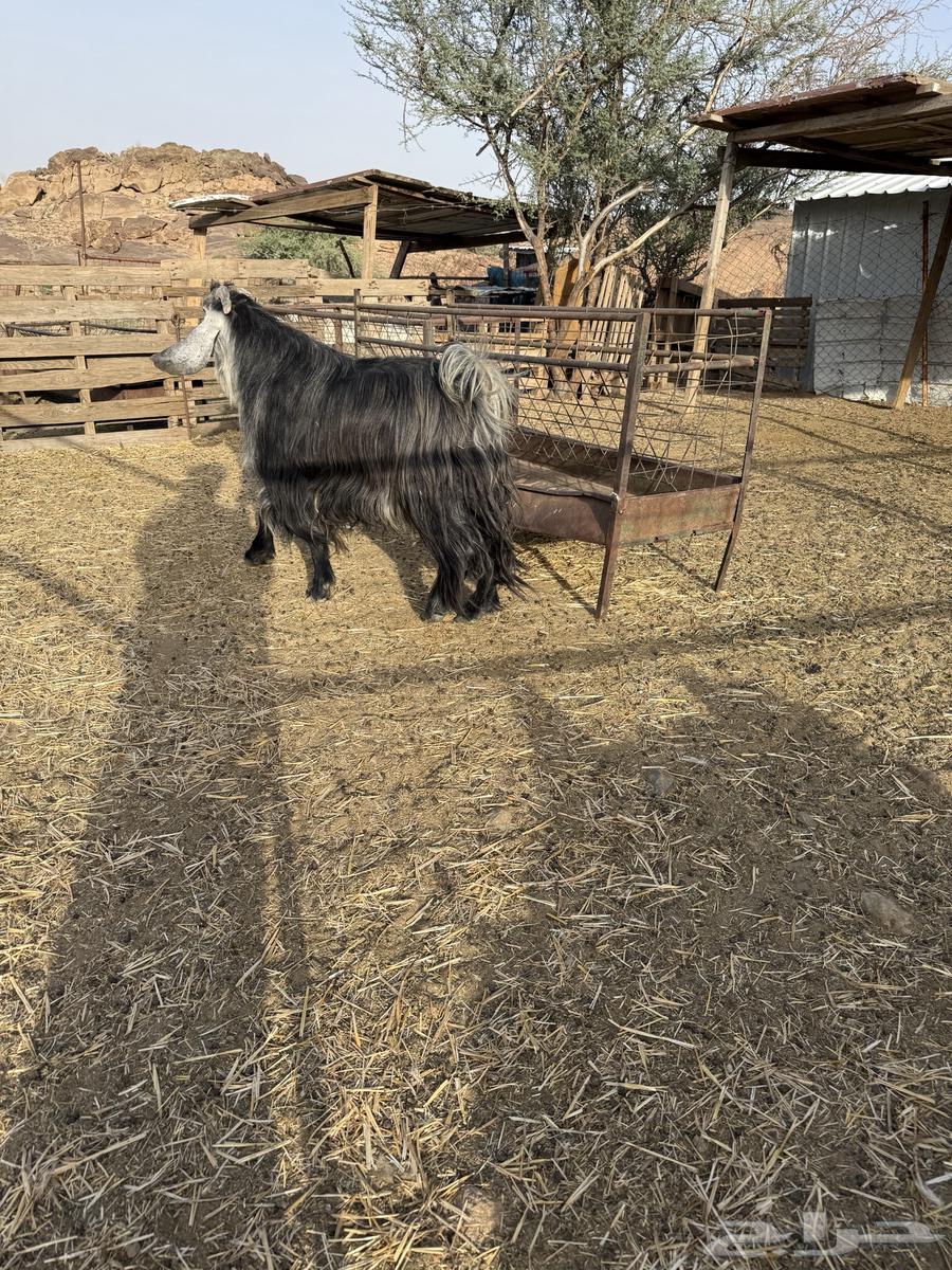 تيس عارضي فحل للبيع64507431402114110