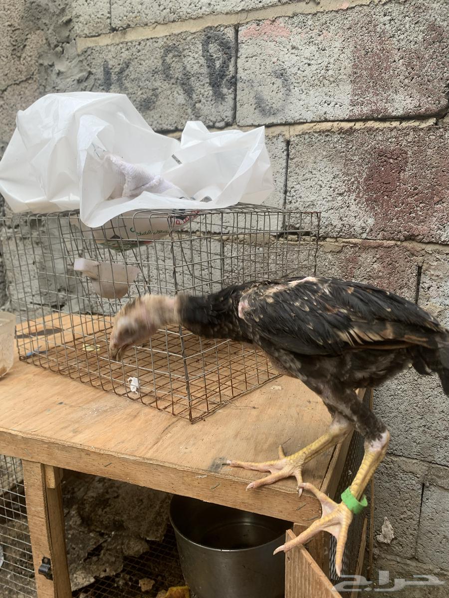 اثنين ديوك شامو للبيع التواصل للالصامل فقط64506315987459110