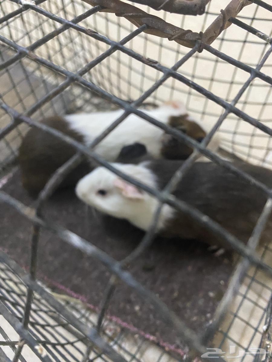 وبري جوز64509729087747110