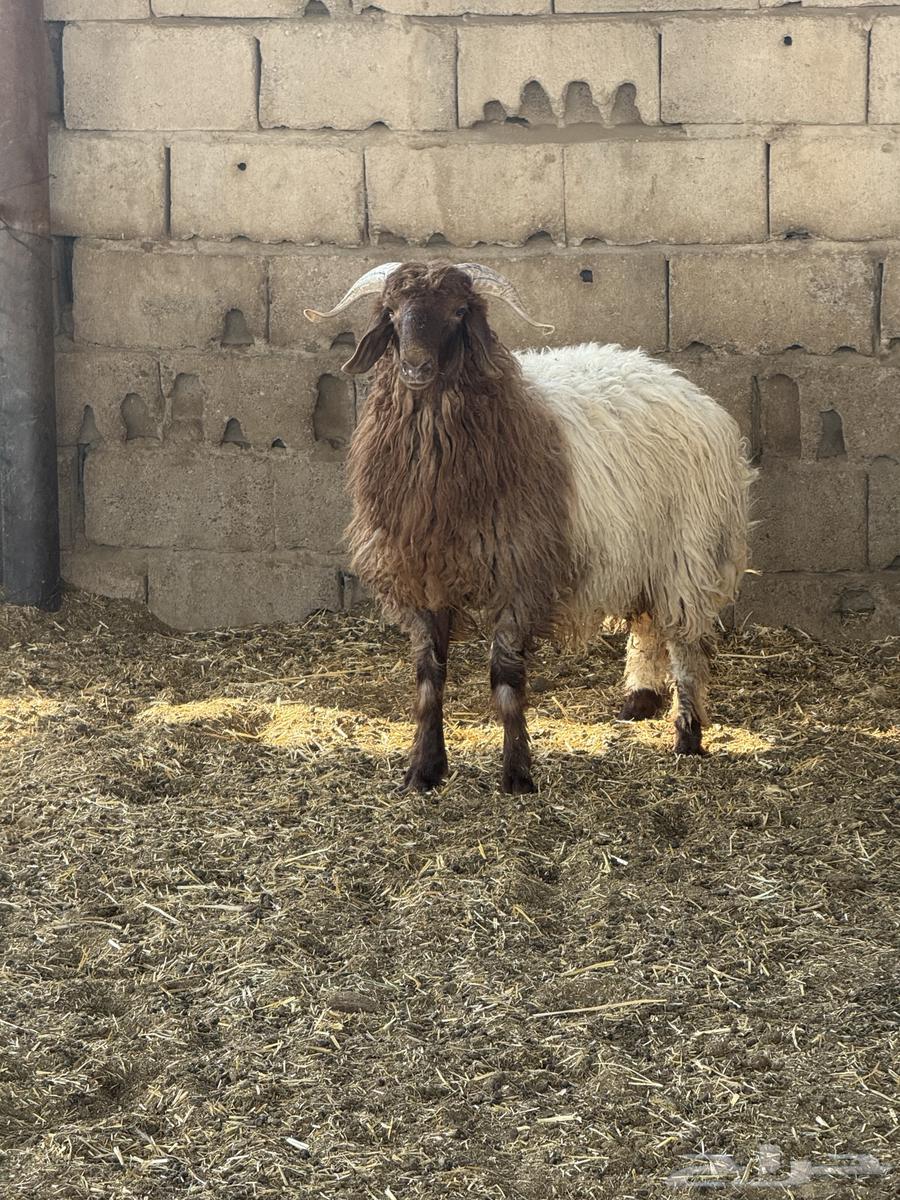 خروف نعيم تم البيع64507067955842110