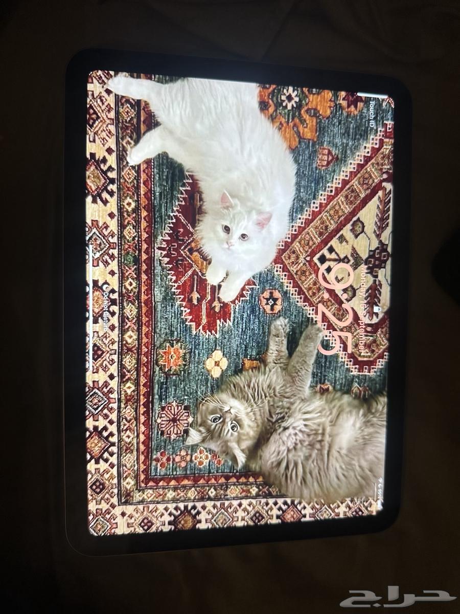 ايباد A1664509700780033111