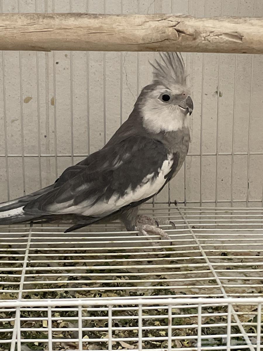 جوز كروان انتاج وجوز باجي64505660444418110