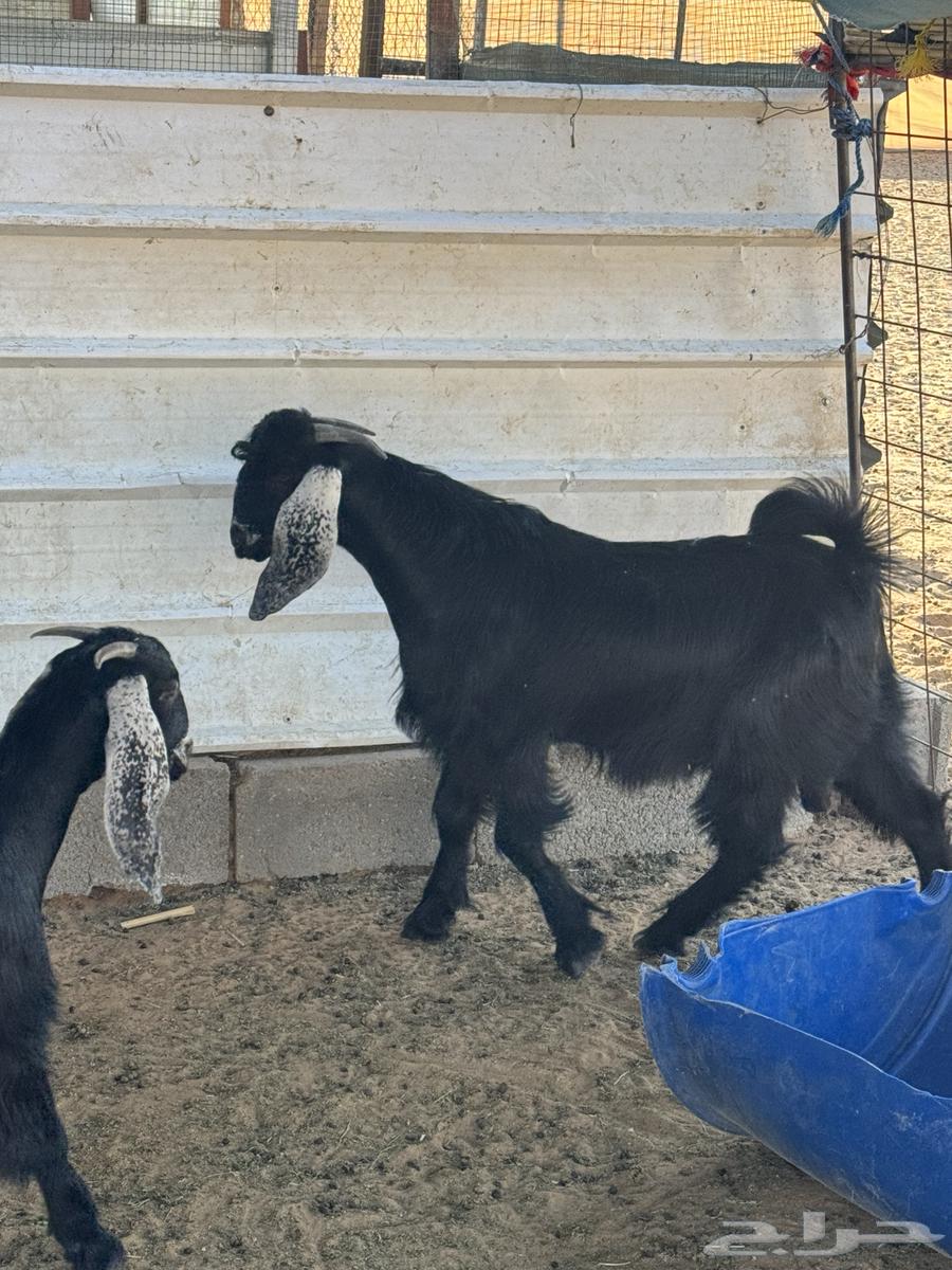 بهم تيس وجفره للبيع64503322365698110