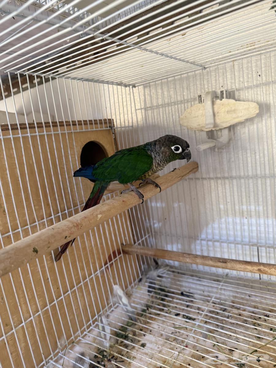 للبيع ذكر كنيور منتج64505564261123111