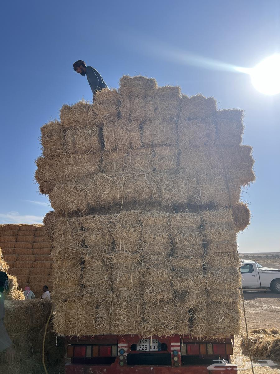 تبن بر جديد64504379295619112