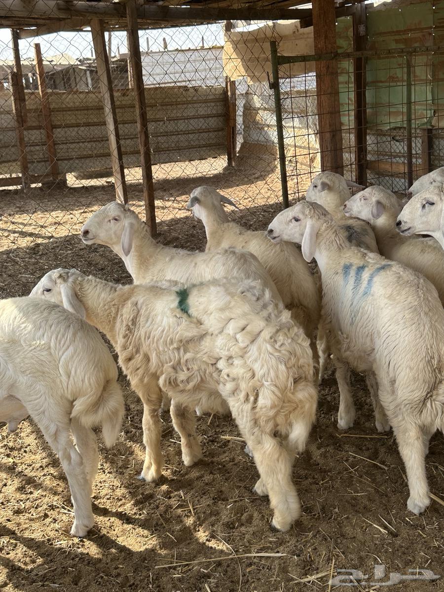 High-Quality Halal Meat for Occasions, Harri and Sawakin, Refrigerated64504709144834114