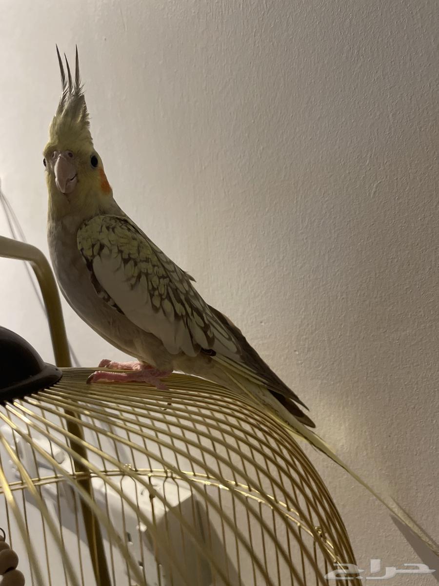 كروان اليف فيه خوف شوي64507963499395110