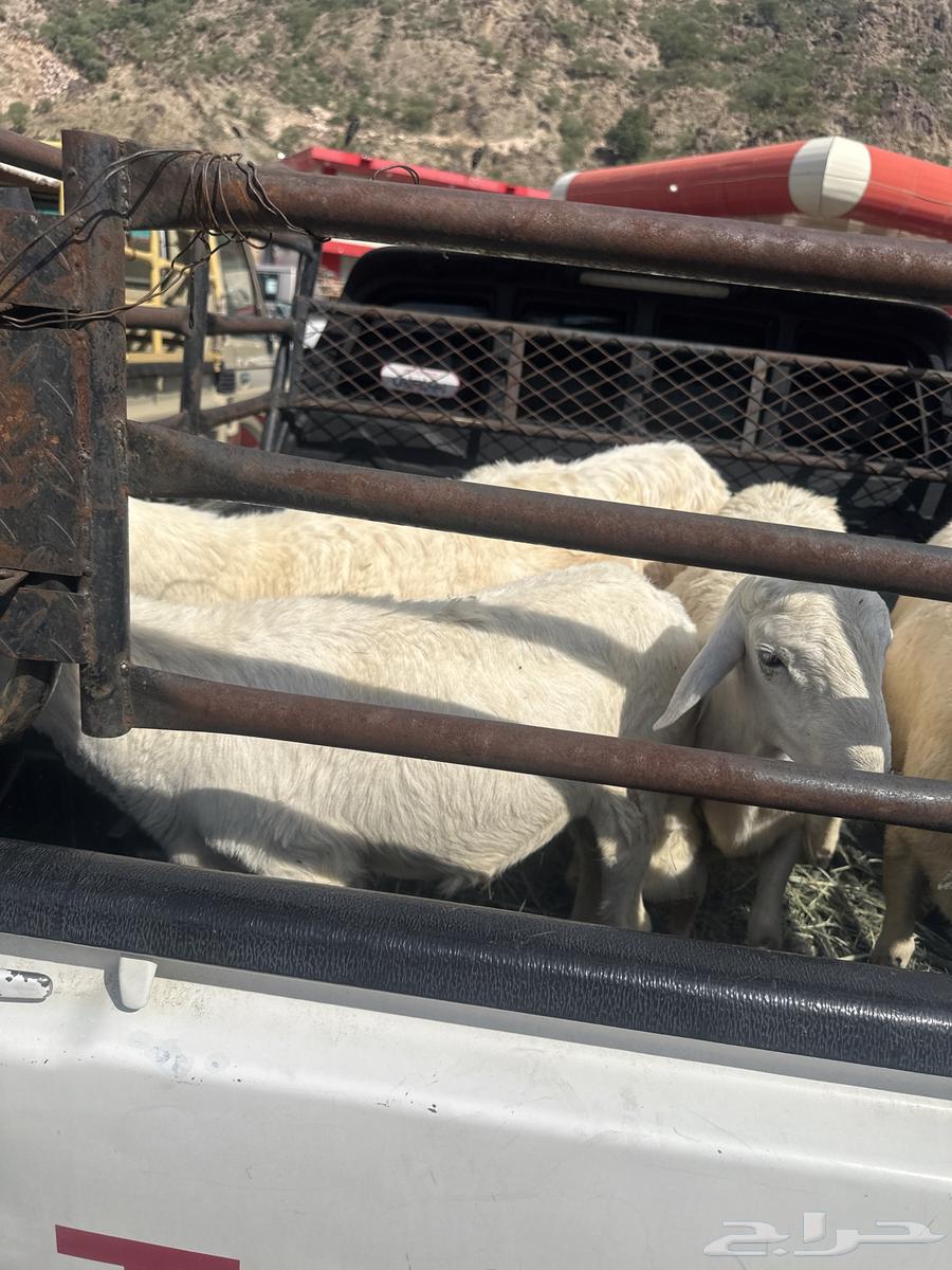 Sheep64506364489602110