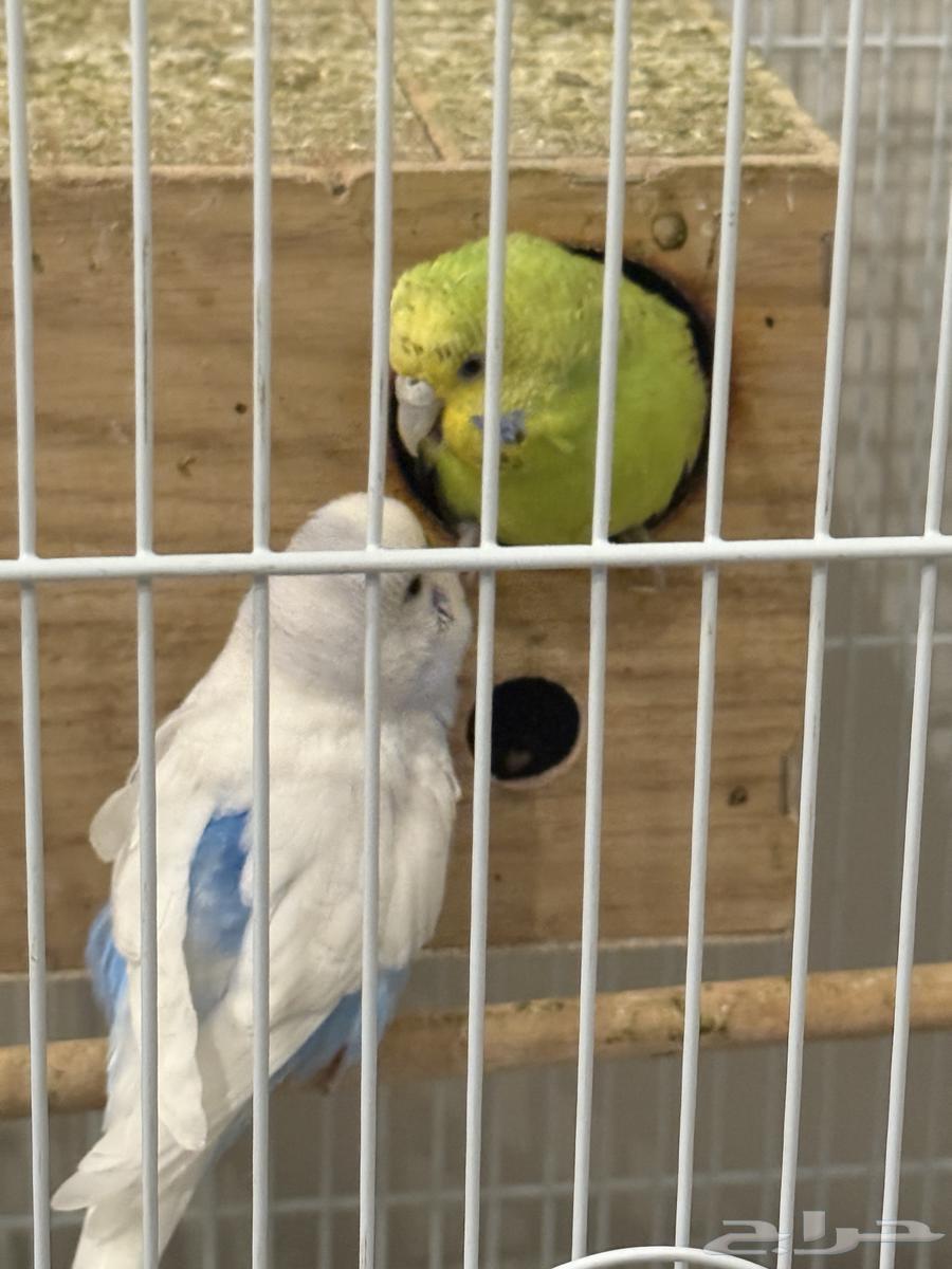 طيور حب زوج على السوم باضو اربع مرات العمر سنتين64509799586689110